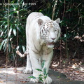 20090423 Singapore Zoo  79 of 97 